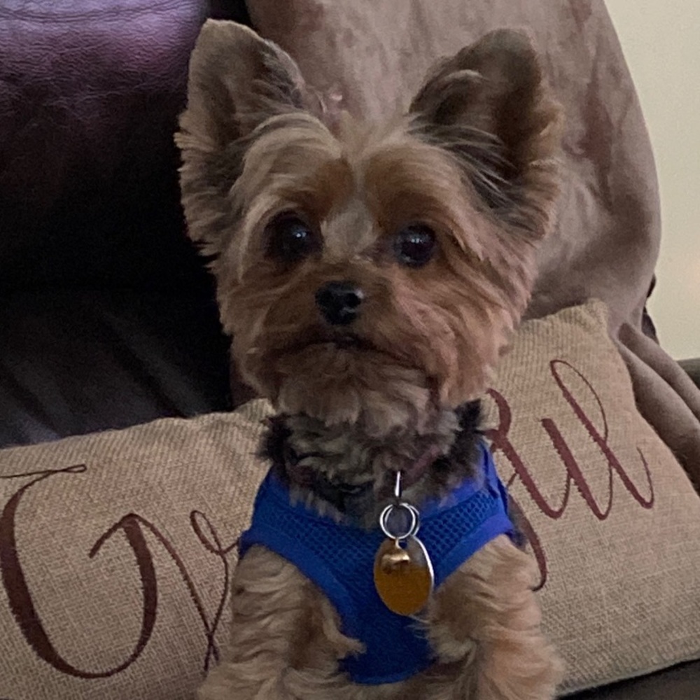 Meet your Posher, Ivette